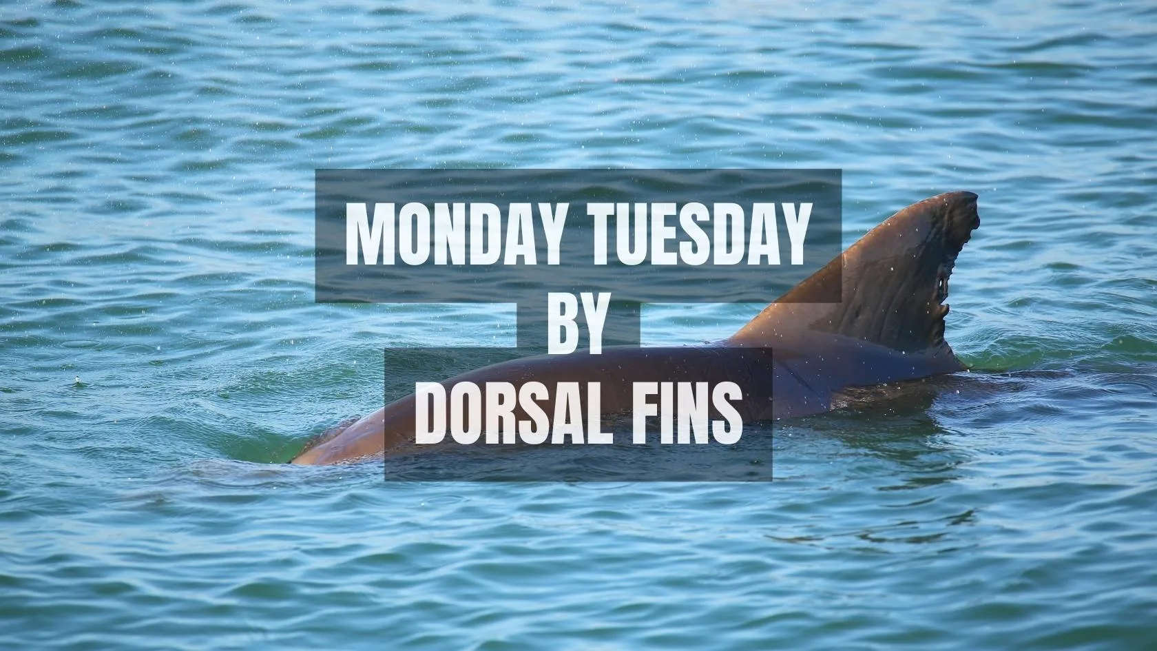 Monday Tuesday by Dorsal Fins