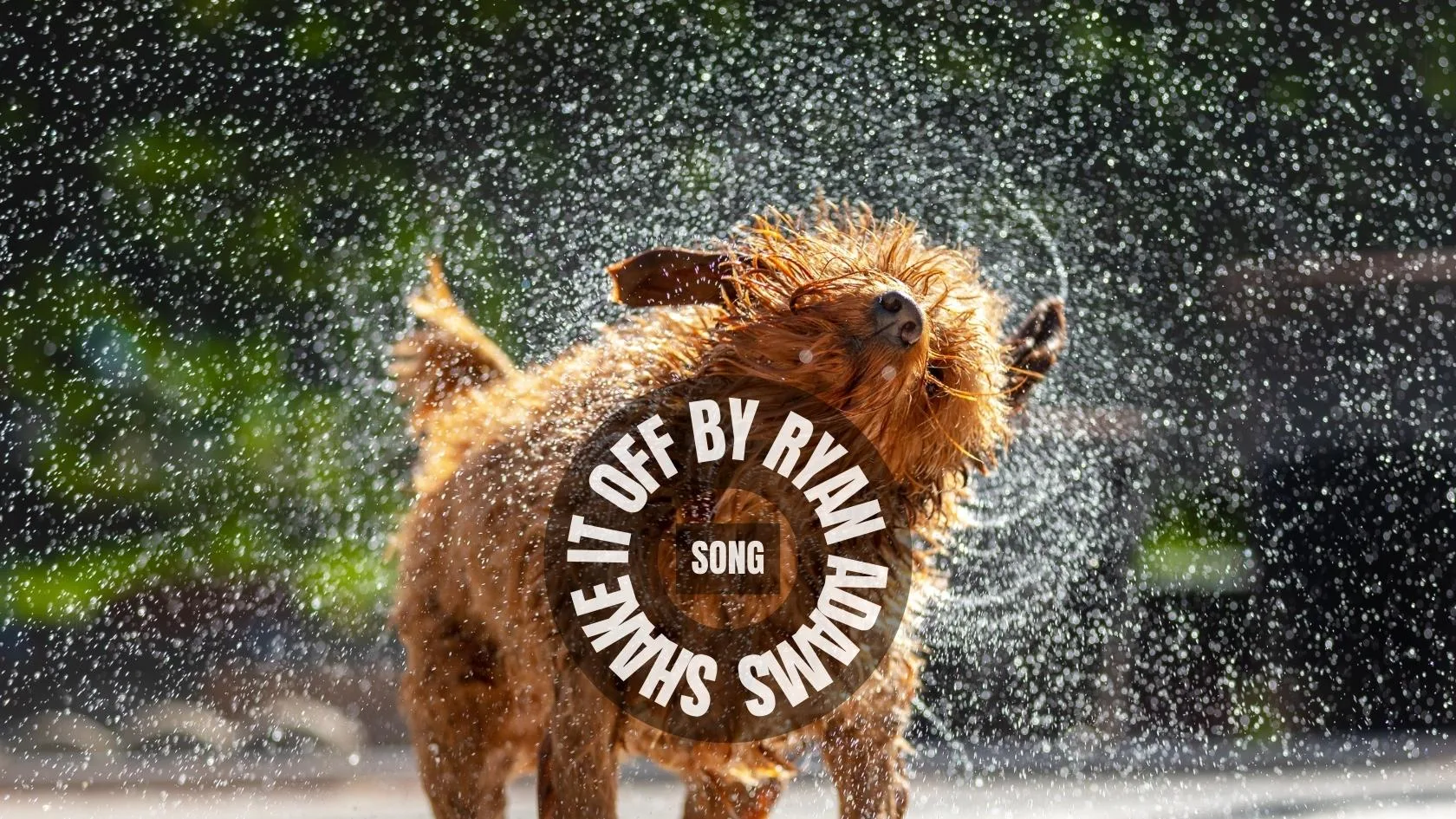 Ryan Adams - Shake It Off - Song